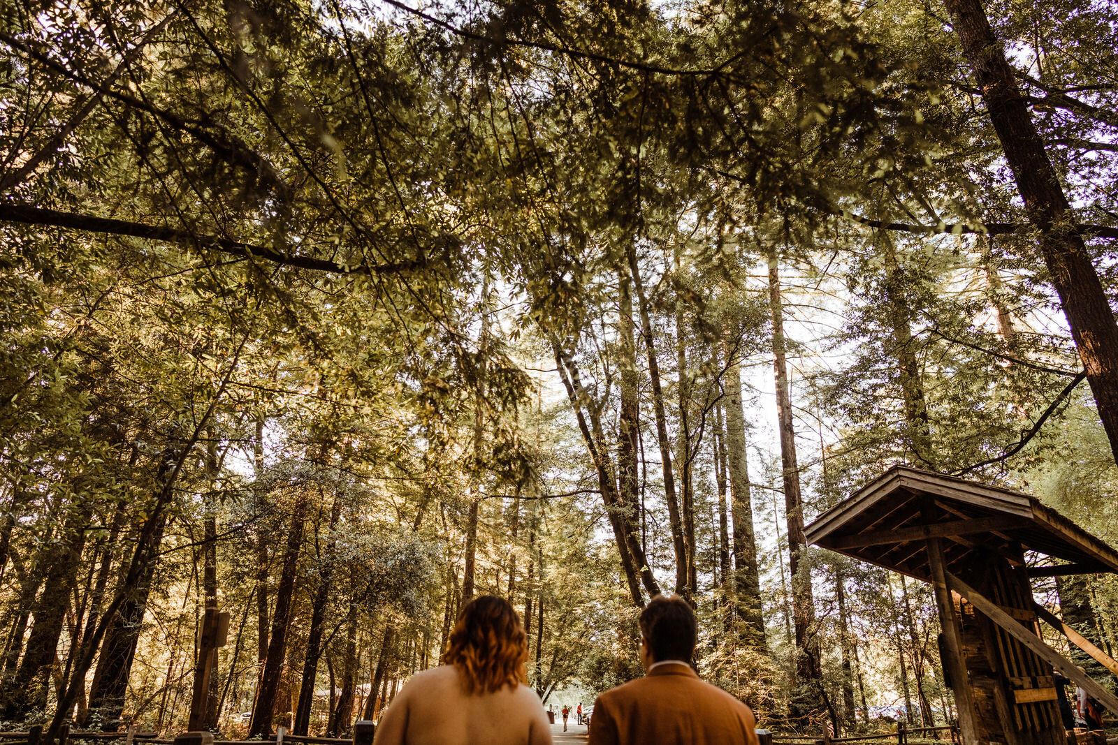 Henry-Cowell-Redwoods-State-Park-Wedding-Santa-Cruz-Photo-of-Tree-Canopy-From-Below.jpg