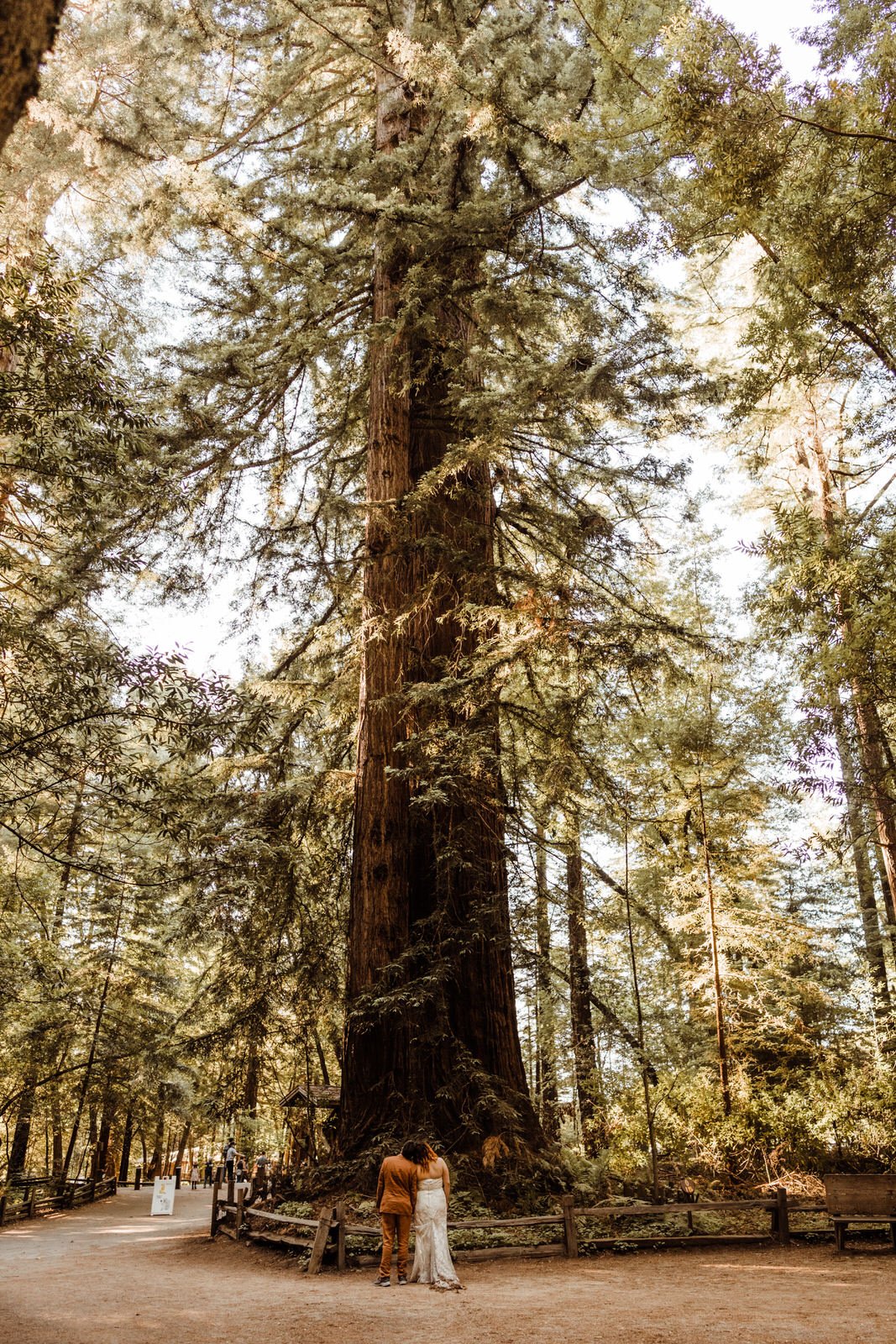 Henry-Cowell-Redwoods-Elopement-Wedding (9).jpg