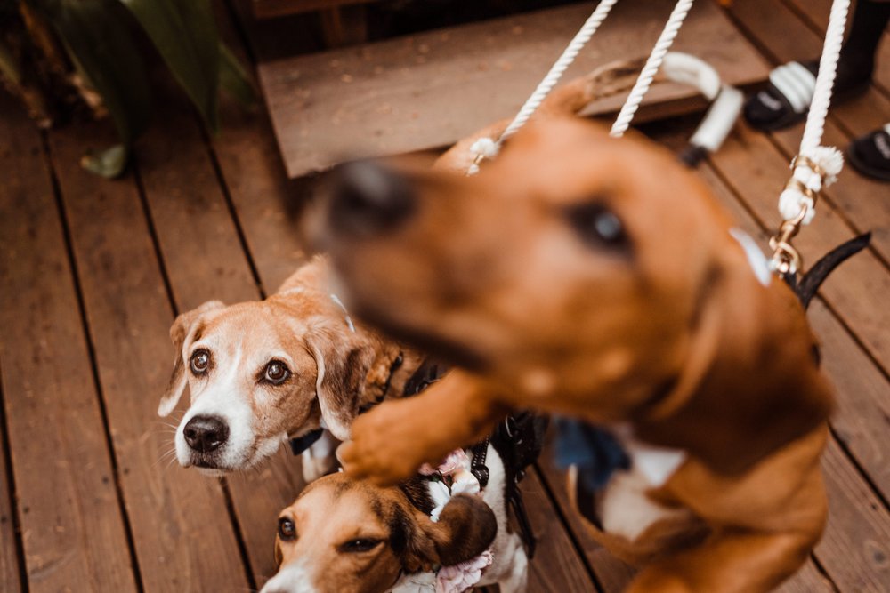 Wedding-in-the-Woods-three-rescue-dogs-at-elopement-ceremony-airbnb (1).jpg