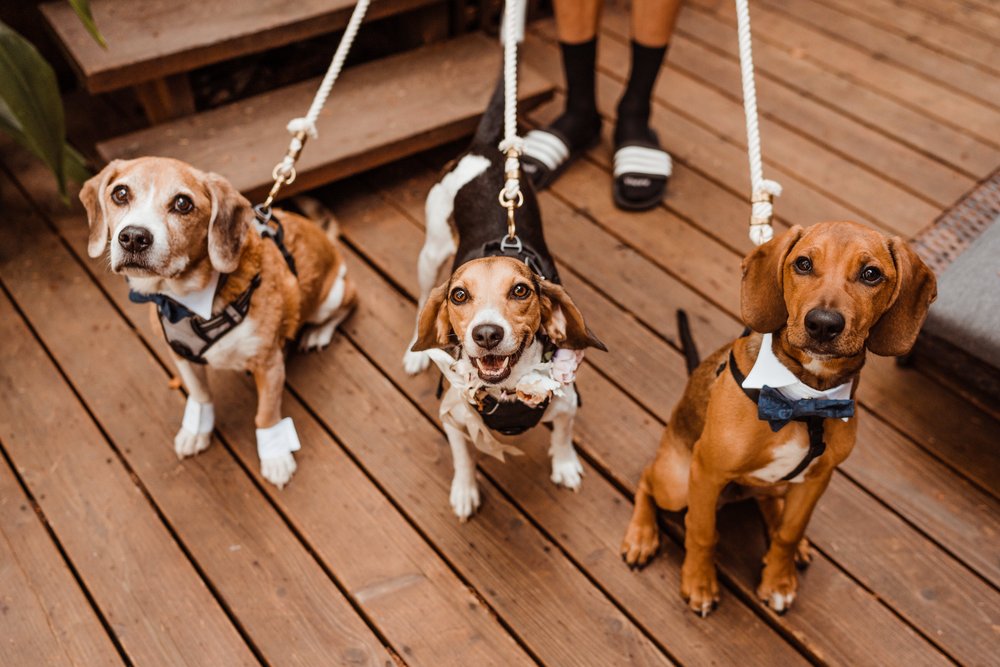 Wedding-in-the-Woods-three-rescue-dogs-at-elopement-ceremony-airbnb (2).jpg