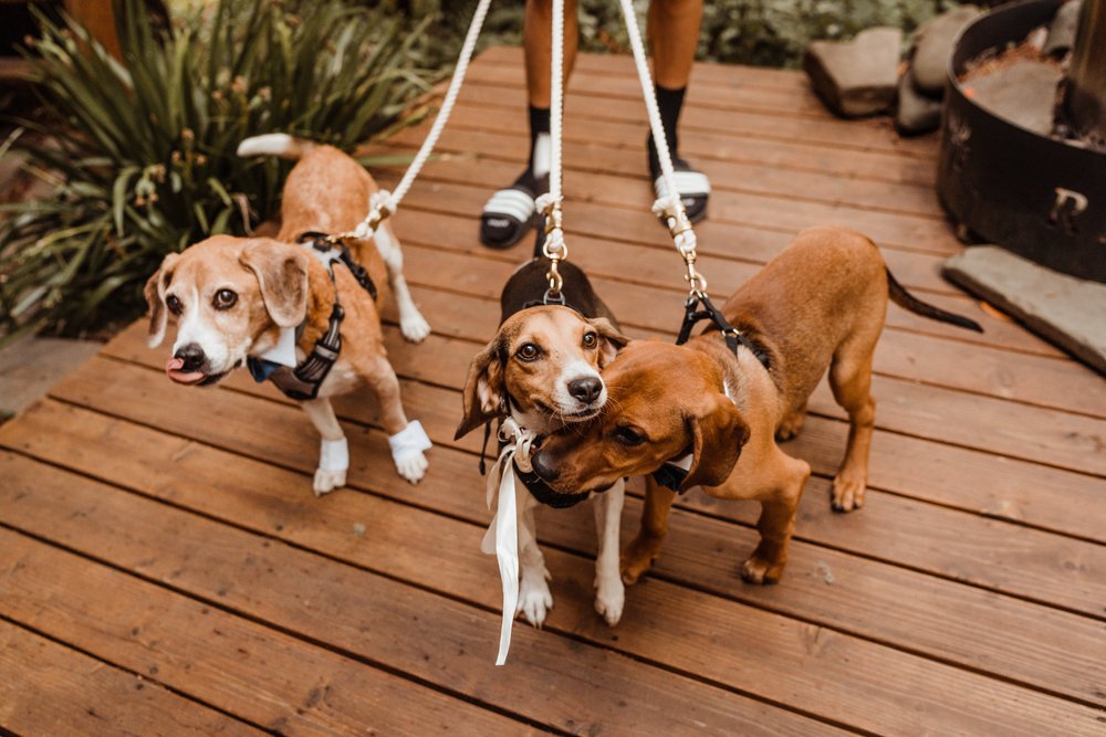 Wedding-in-the-Woods-three-rescue-dogs-at-elopement-ceremony-airbnb (3).jpg