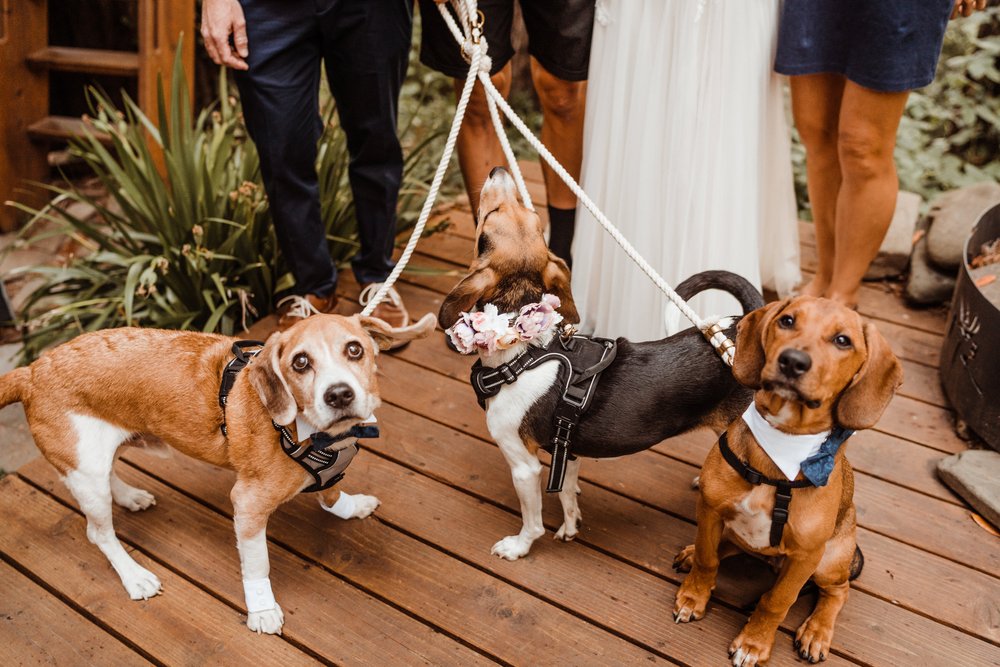 Wedding-in-the-Woods-three-rescue-dogs-at-elopement-ceremony-airbnb (4).jpg