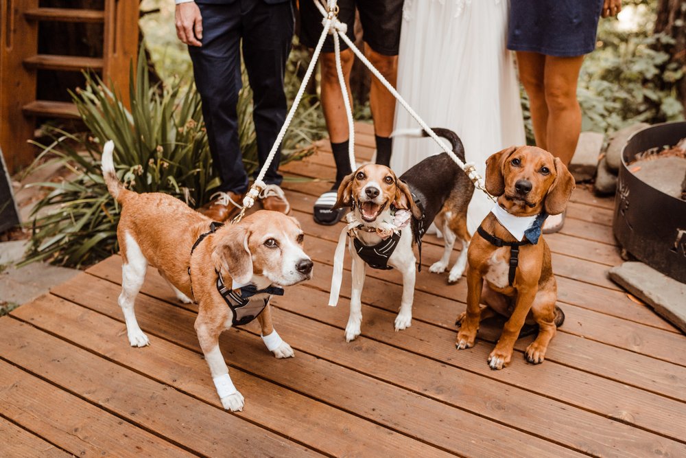 Wedding-in-the-Woods-three-rescue-dogs-at-elopement-ceremony-airbnb (5).jpg