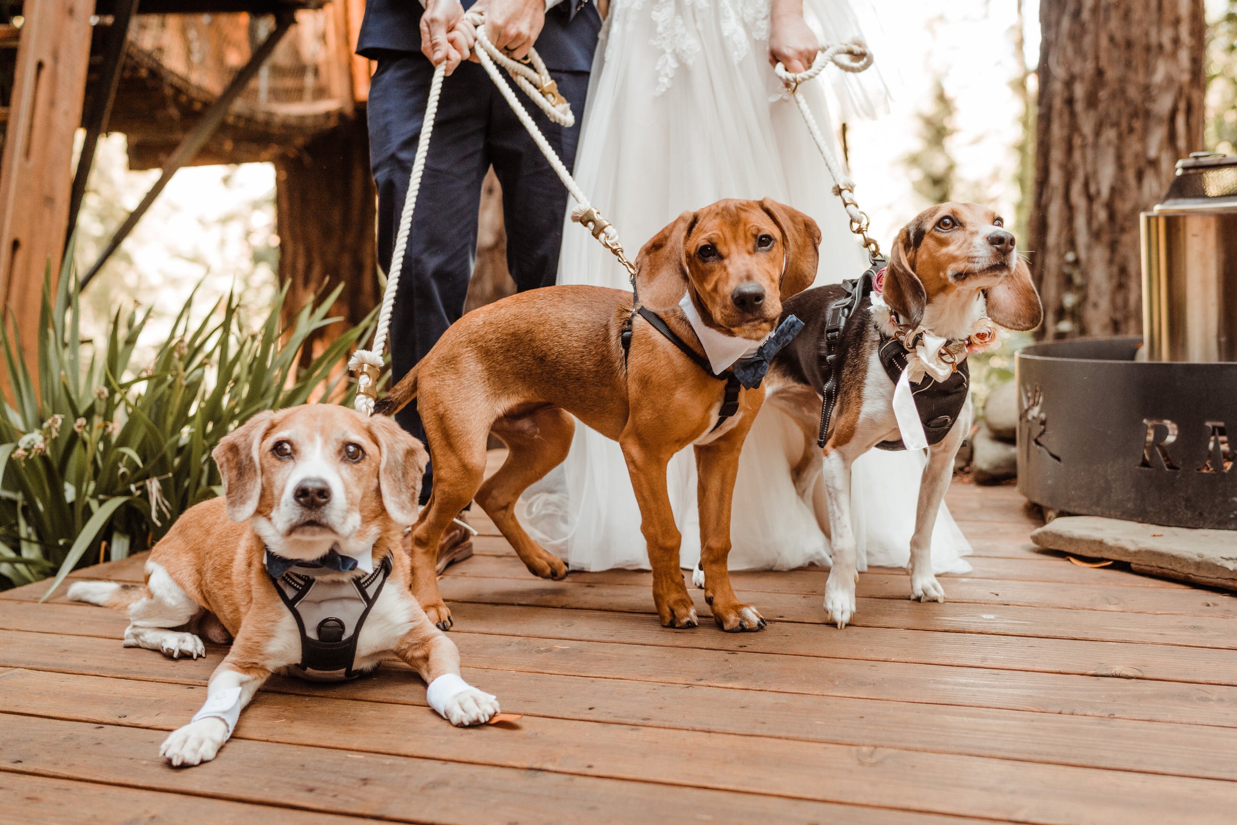 Wedding-in-the-Woods-Dogs-in-Tuxedos-and-Bowties-at-Ceremony (2).jpg