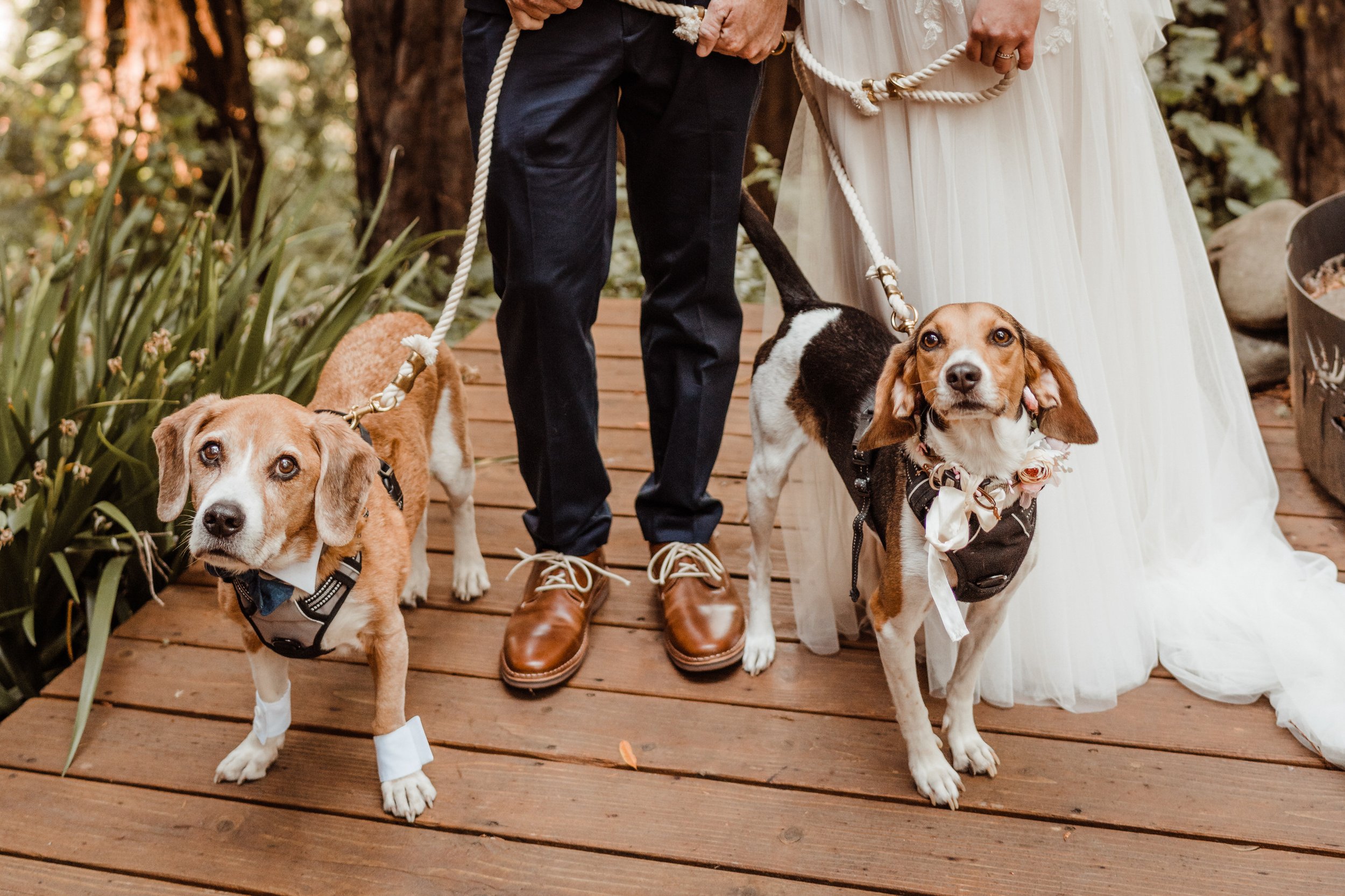 Wedding-in-the-Woods-Dogs-in-Tuxedos-and-Bowties-at-Ceremony (3).jpg