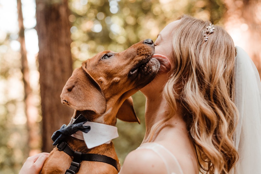 Wedding-in-the-Woods-Bloodhound-Puppy-in-Blue-Dog-Bowtie-with-Bride (1).jpg