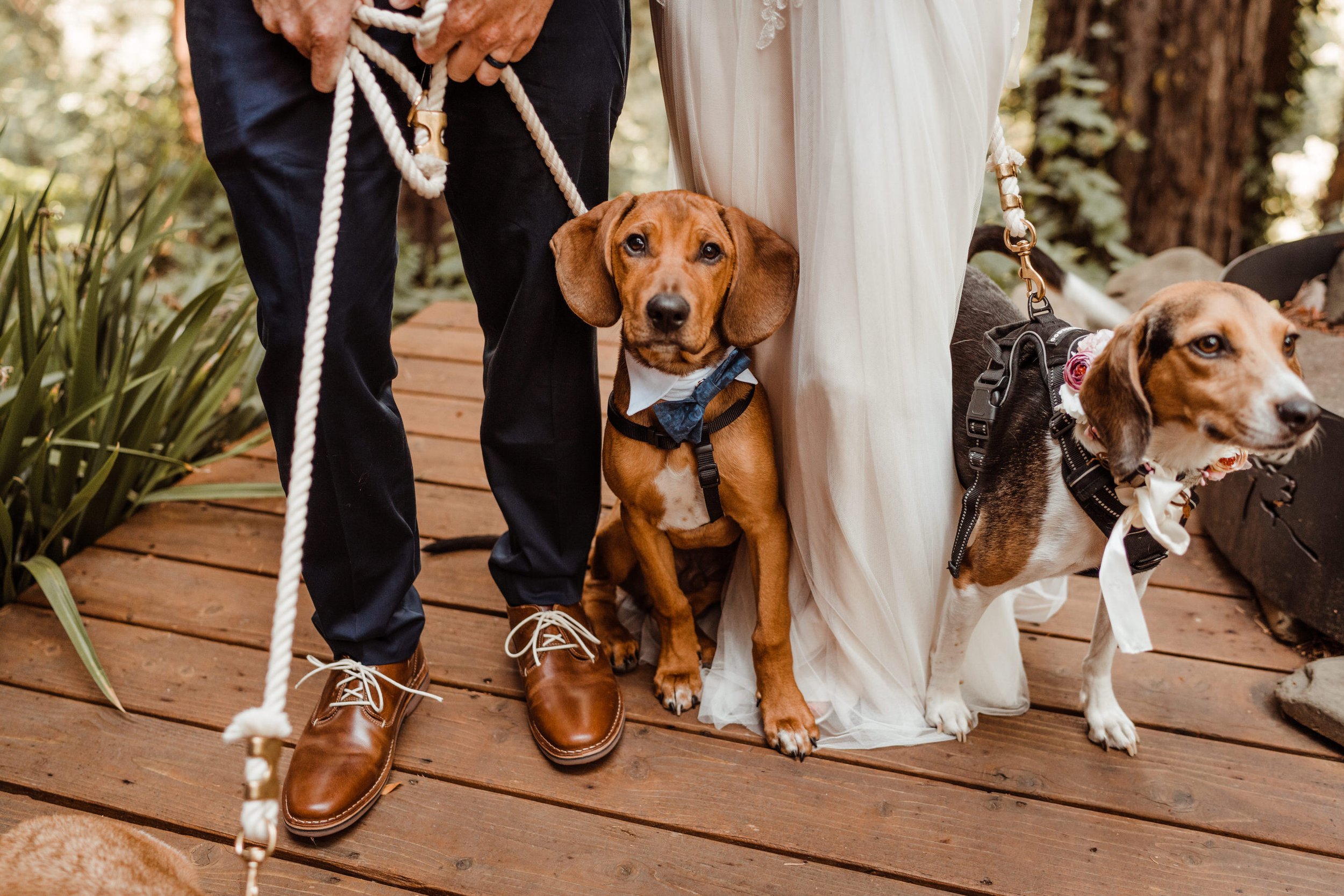Wedding-in-the-Woods-Bloodhound-Rescue-Puppy-in-Blue-Dog-Bowtie.jpg