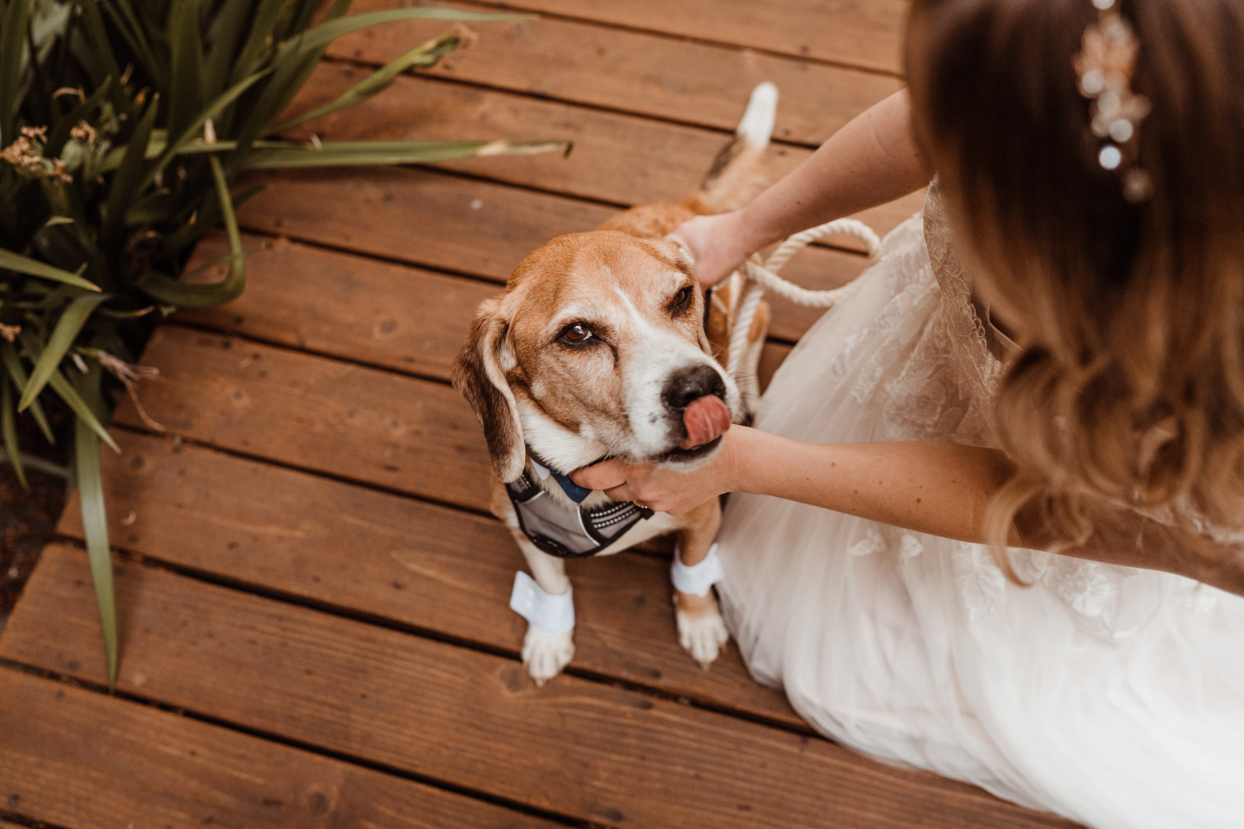Wedding-in-the-Woods-Sweet-Moments-with-Senior-Beagle-in-Dog-Tuxedo-Bowtie (1).jpg