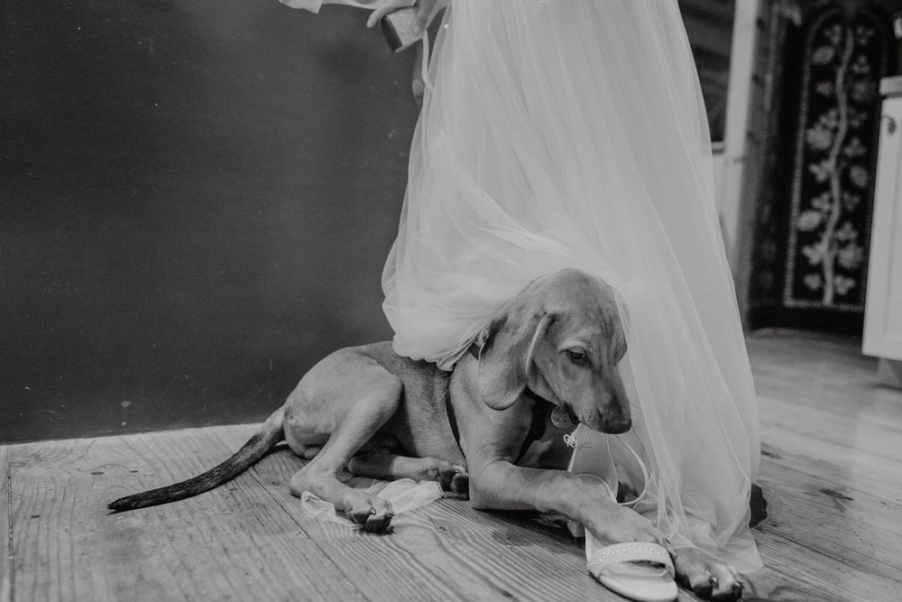 After-Wedding-Ceremony-Bloodhound-Rescue-Dog-Plays-with-Brides-Dress-and-Shoes-black-and-white.jpg