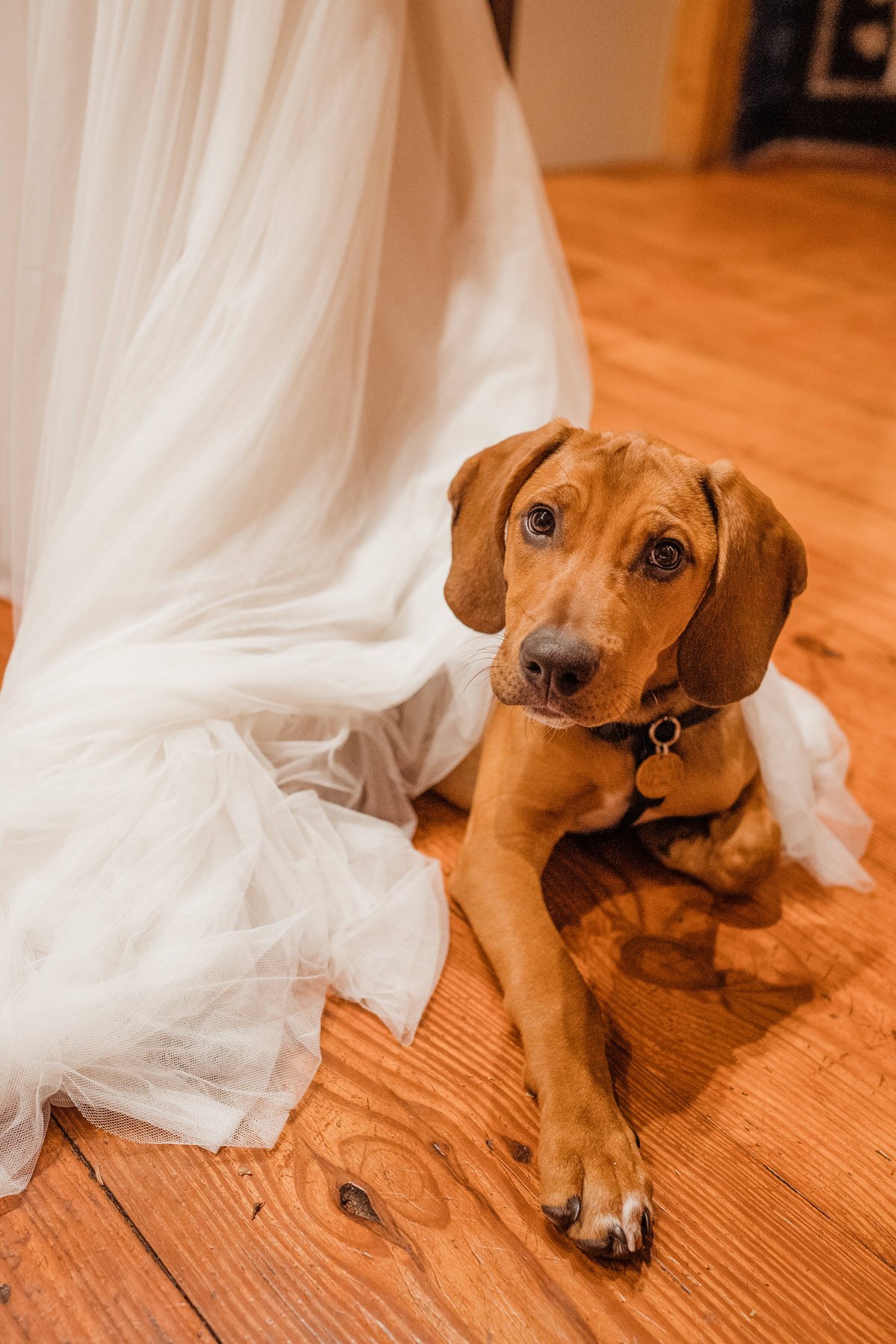 After-Wedding-Ceremony-Bloodhound-Rescue-Dog-Plays-with-Brides-Dress-and-Shoes (1).jpg