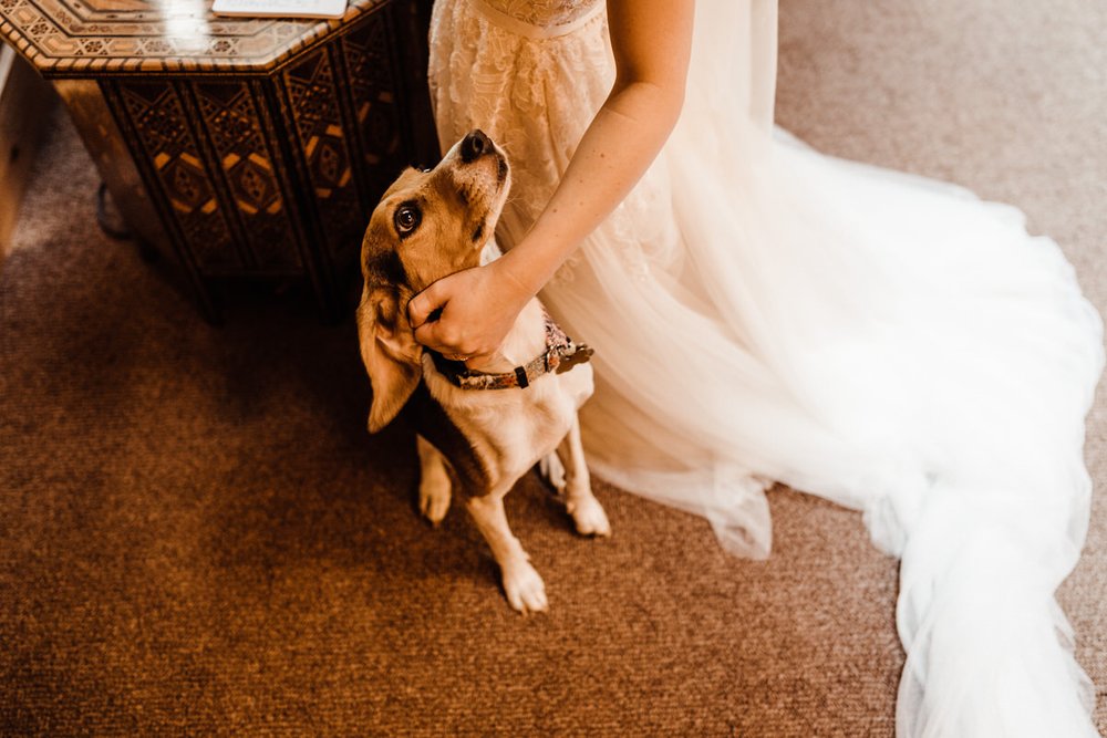 Rescue-Beagle-with-Bride-in-Wedding-Dress-Before-Redwoods-Ceremony.jpg
