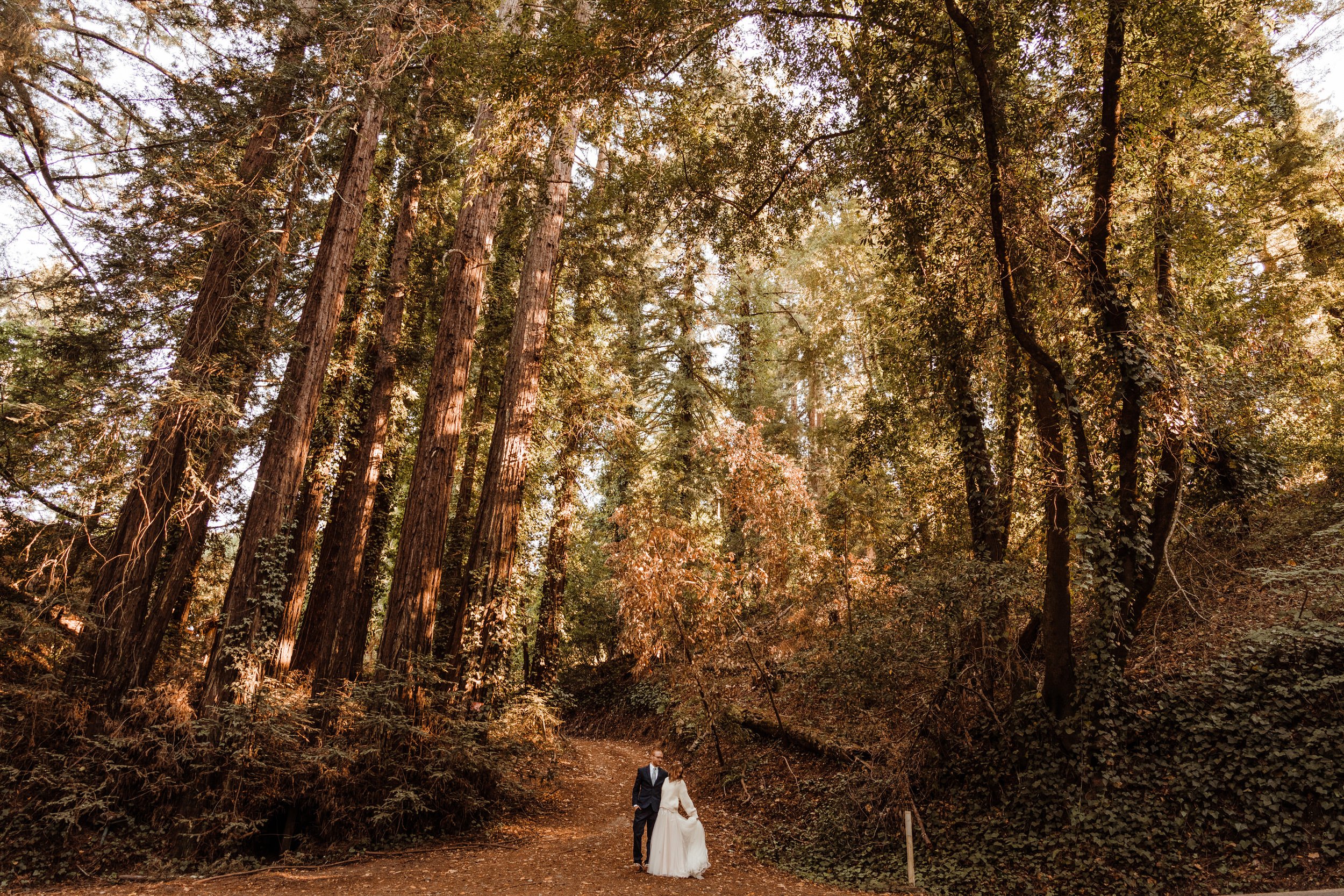 Wedding-in-the-Woods-Bride-and-Groom-Sunlit-Pictures-Beneath-Redwood-Forest (2).jpg