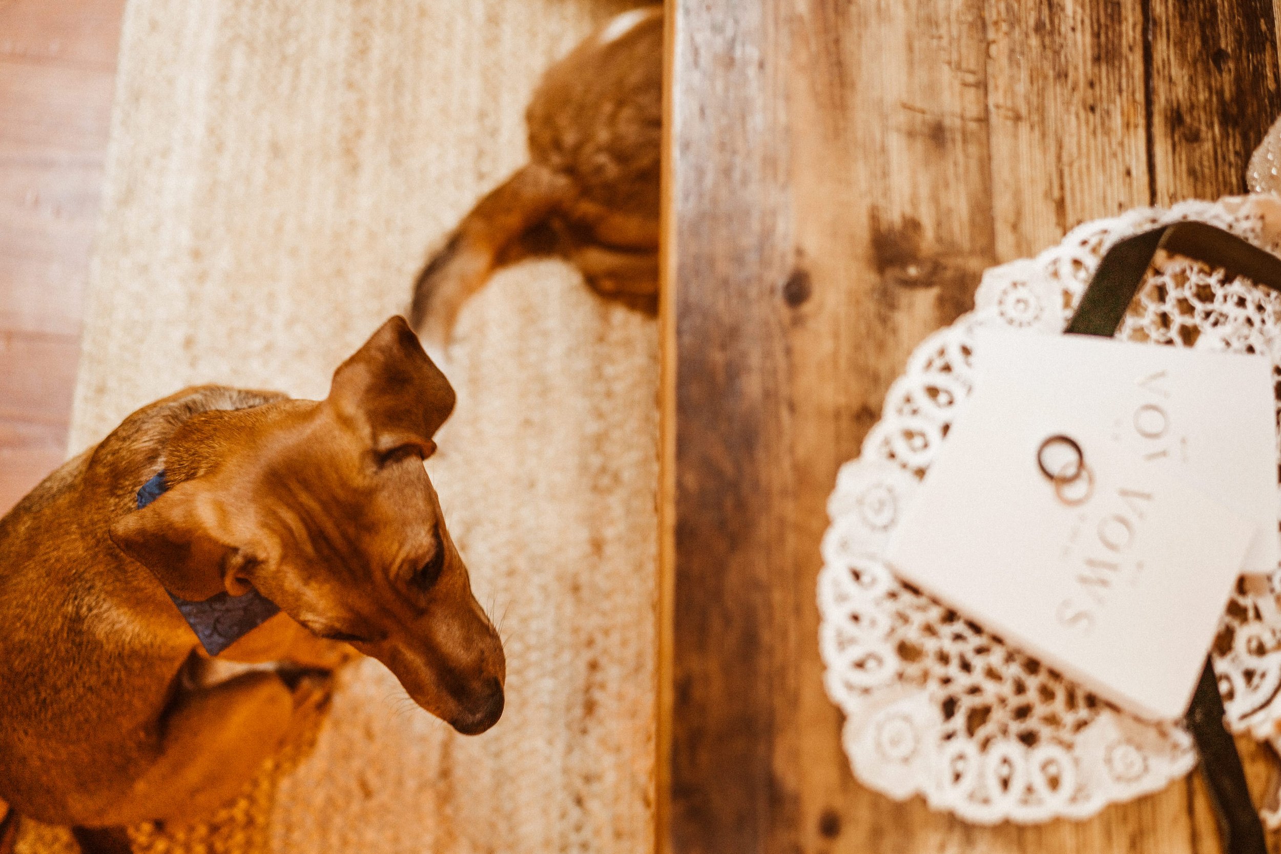 Wedding-in-the-Woods-Vow-Books-and-Rings-with-Puppies-Beneath-Airbnb-Table.jpg