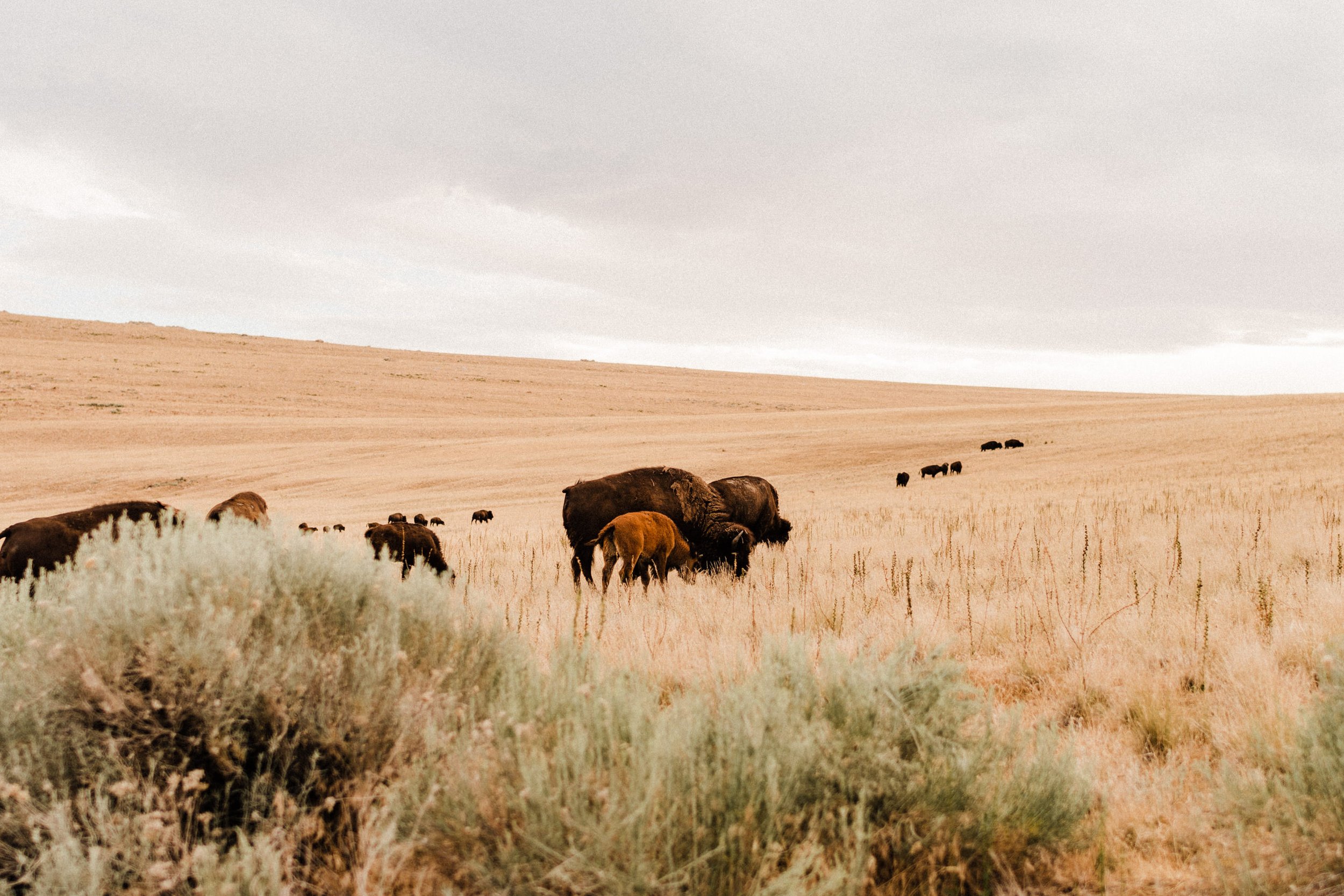 Antelope-Island-Wild-Bison-Herd-Utah (3).jpg