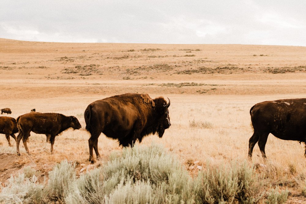 Antelope-Island-Wild-Bison-Herd-Utah (2).jpg