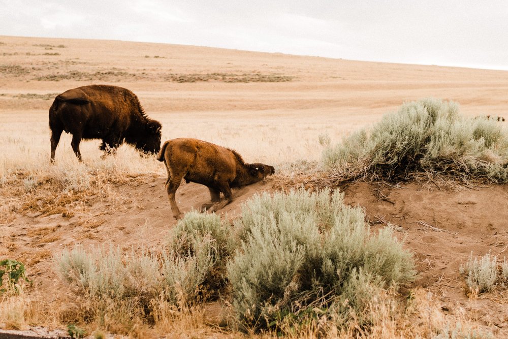 Antelope-Island-Wild-Bison-Herd-Utah (4).jpg