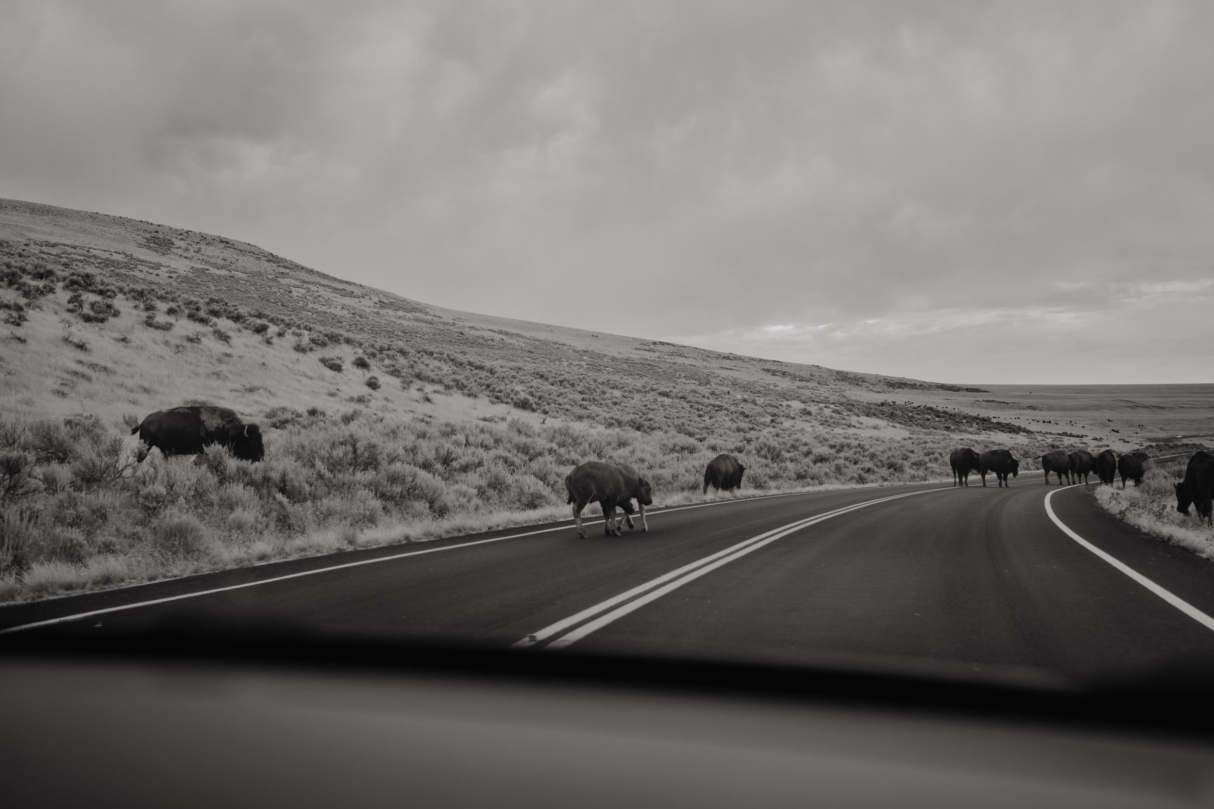Antelope-Island-Wild-Bison-Herd-Utah (1).jpg
