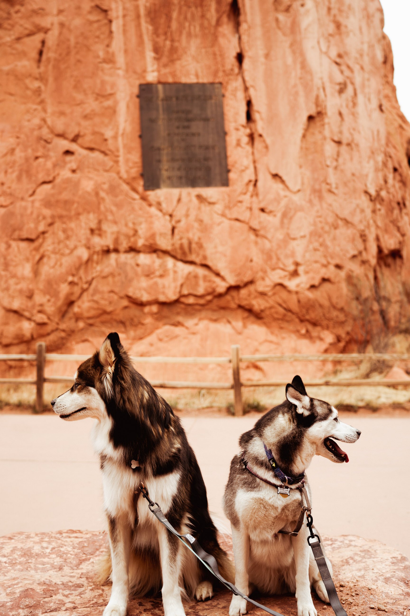 Two Huskies at Garden of the Gods in Colorado Springs, Colorado