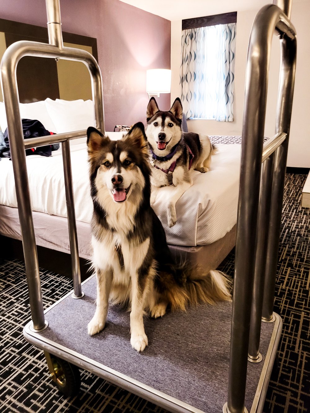 Husky on a Hotel Luggage Cart in Colorado Springs, CO | Fun, playful photos from our family roadtrip through Colorado | Elopement Photographer Kept Record