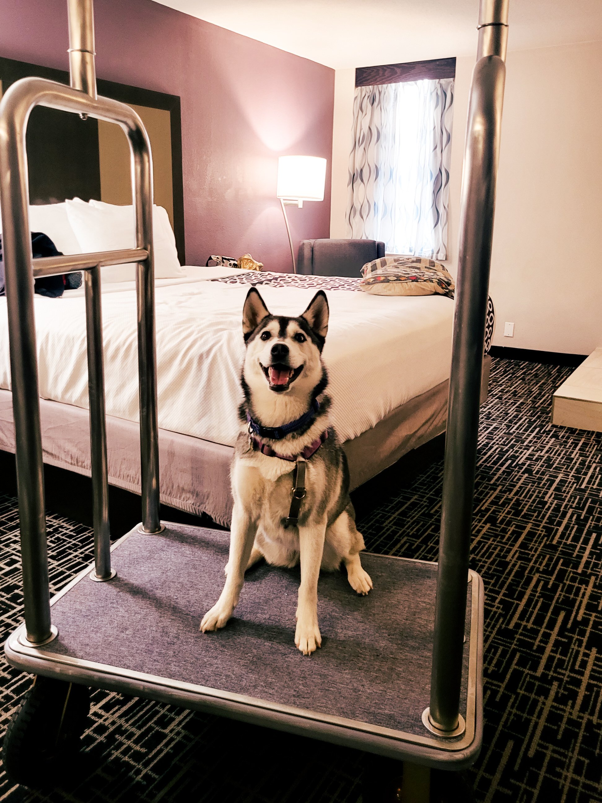Husky on a Hotel Luggage Cart in Colorado Springs, CO | Photos from our Colorado Roadtrip | Kept Record
