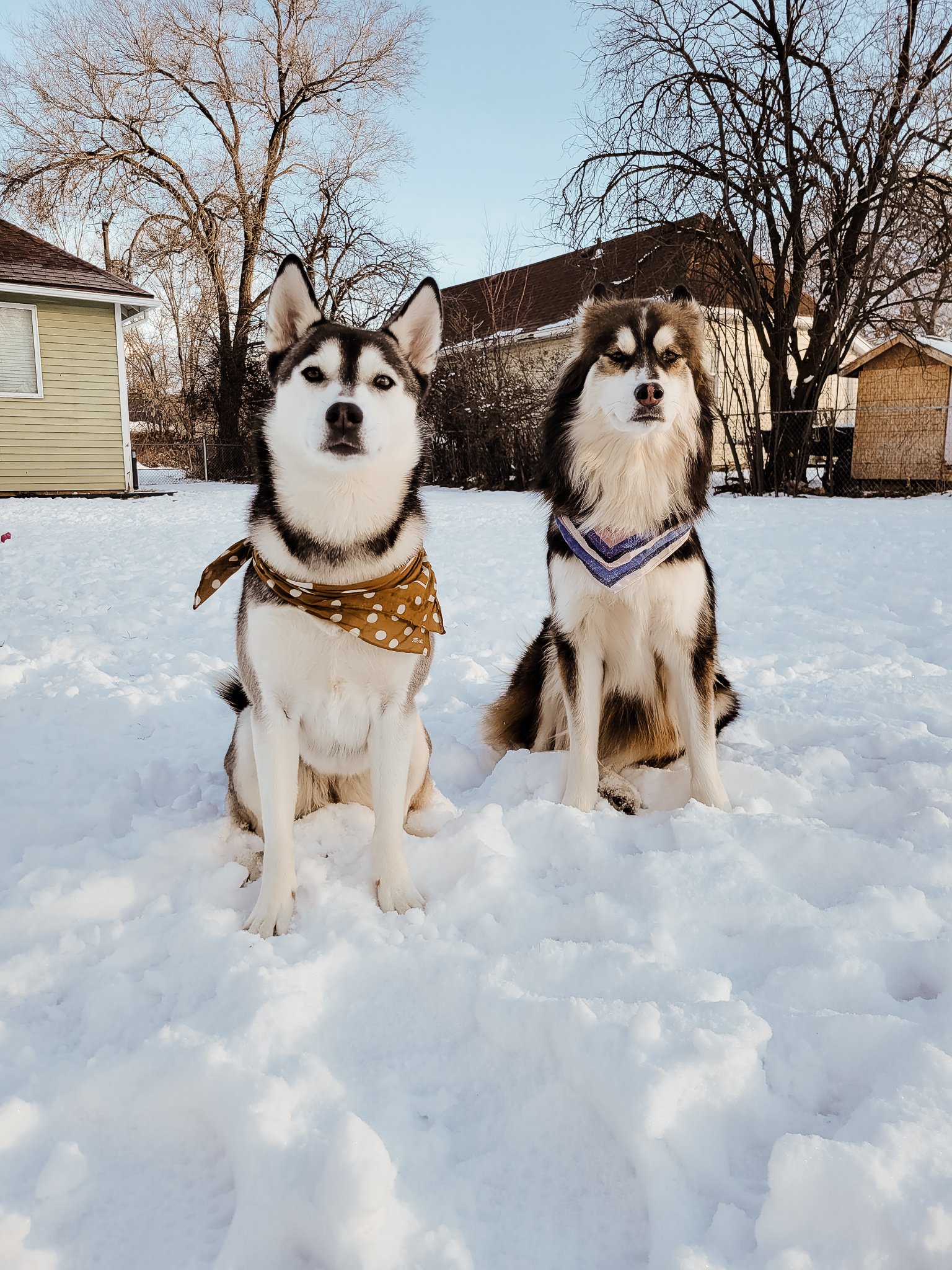 norther-utah-huskies.jpg