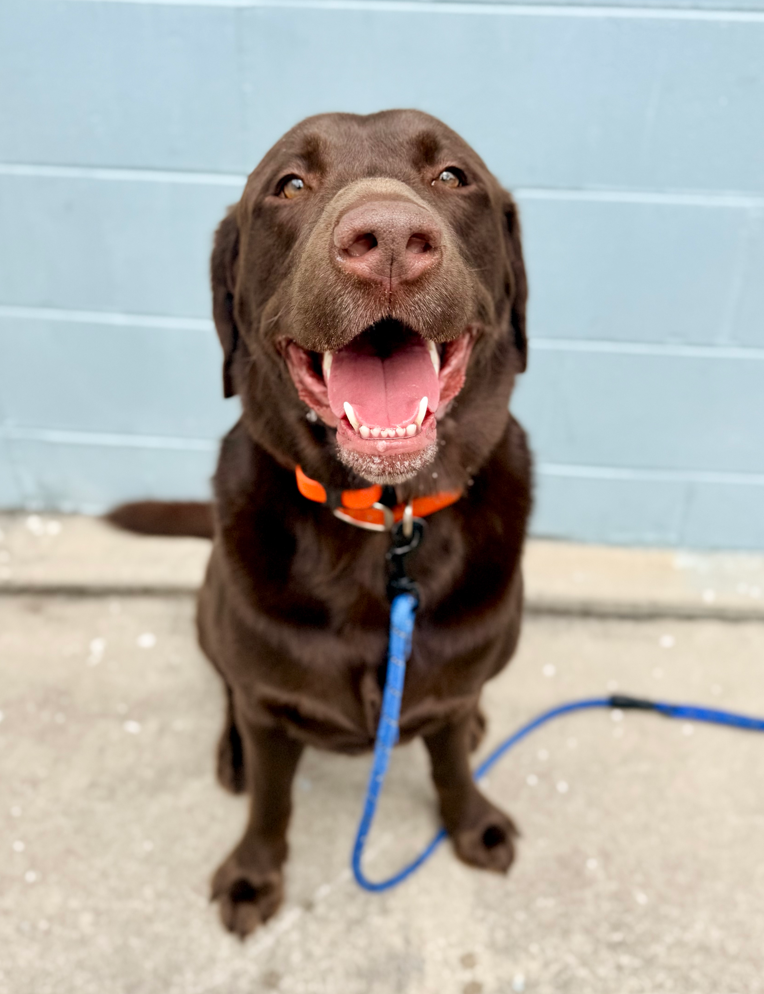 Reactive dog on leash during a walk learning calm behavior through structured training and clear guidance