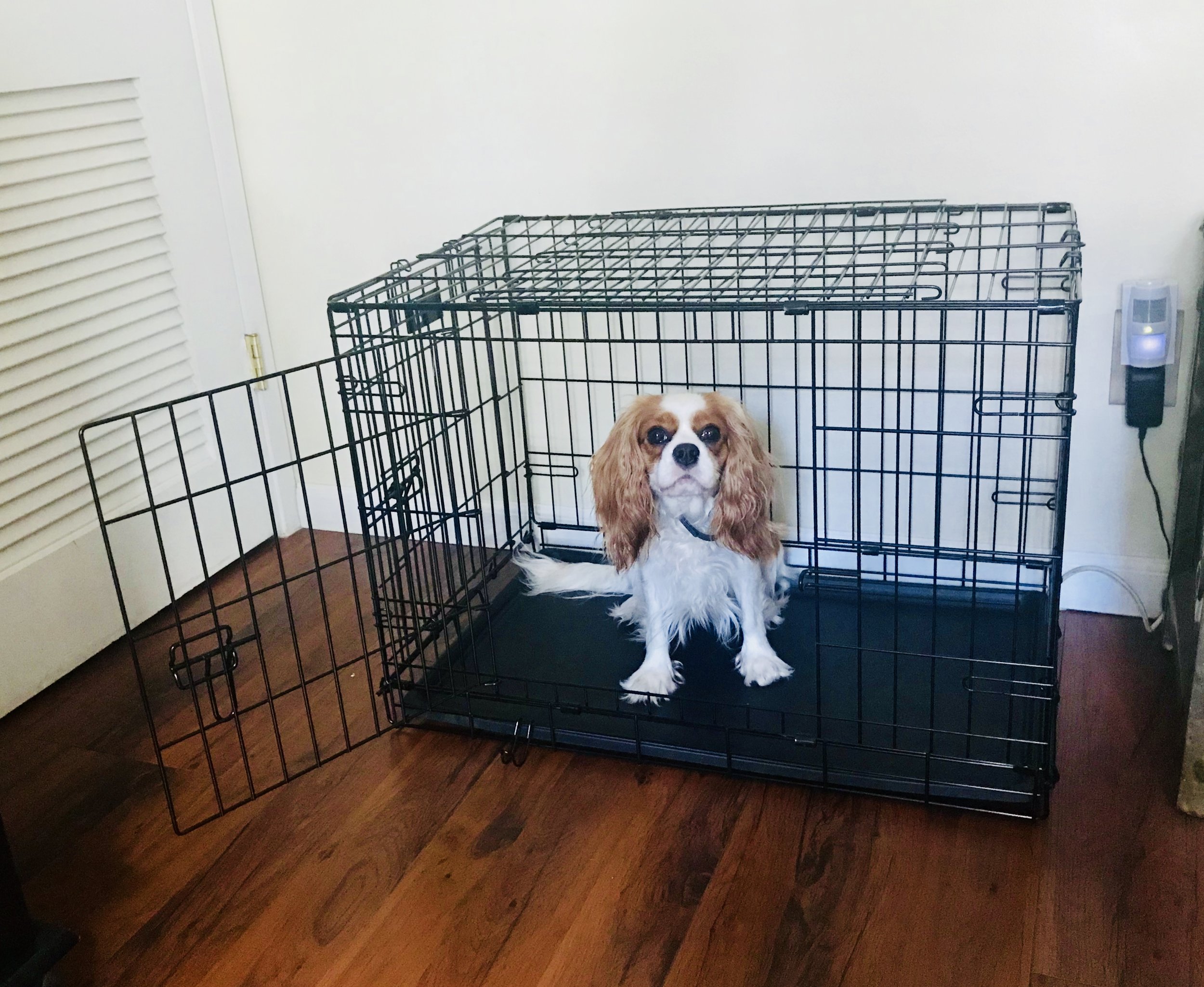 The Story of the Rescue