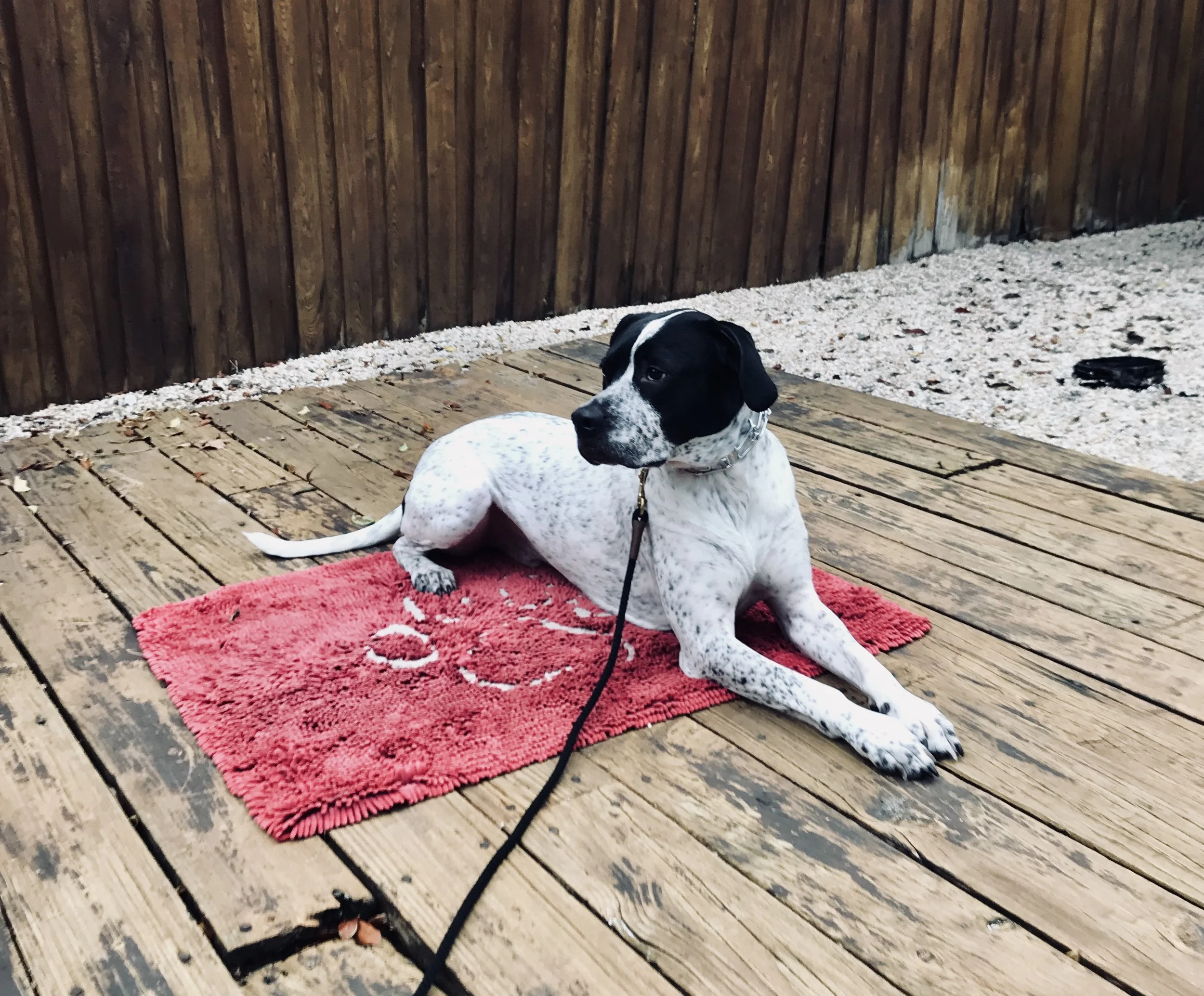 A Dog Trainer’s Dilemma