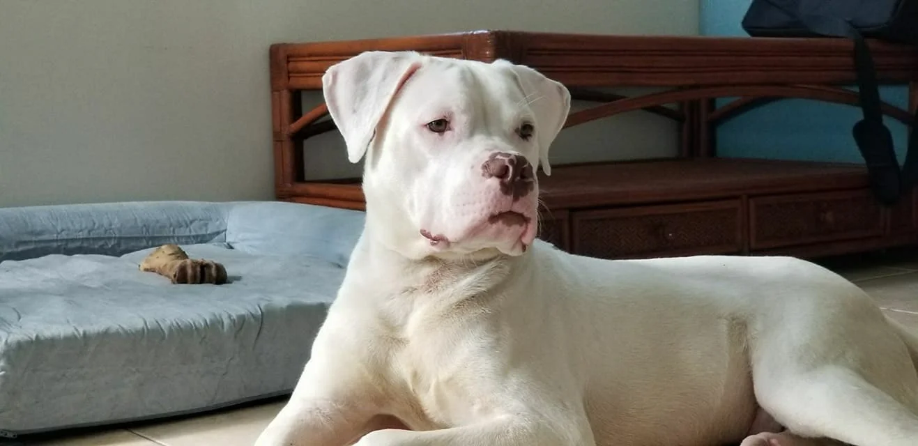 The Rescue Dog's Transition