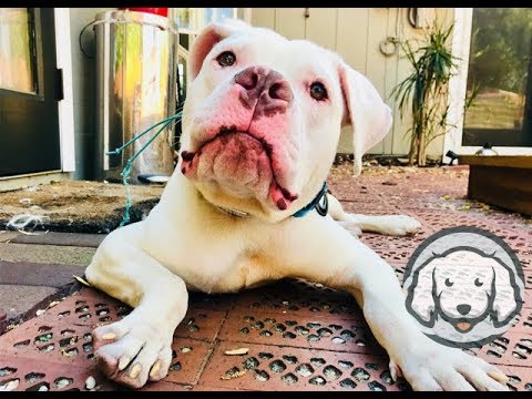 Abandoned American Bulldog Transformed In Two Weeks