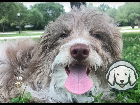 Flaky Aussie-Doodle Transformed in 8 Days