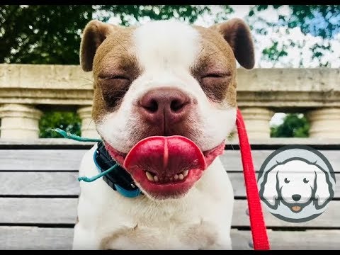 Out of Control Boston Terrier Transformed in Two Weeks