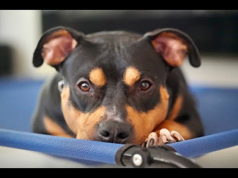 A Reactive Staffordshire Bull Terrier's Two Week Transformation