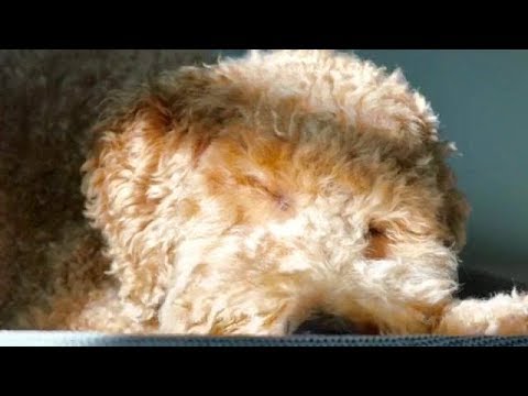 Hyperactive Doodle Transformed in Two Weeks!