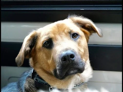 A Hyper-Reactive Pups Two-Week Transformation