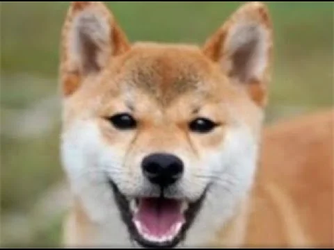 Unwalkable Shiba Inu Transformed in Two Weeks!