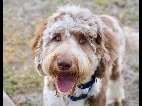 Highly Reactive Doodle Rehabbed in 3 Weeks