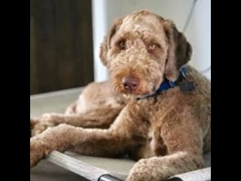 Fear Reactive Doodle Transformed In Two Weeks