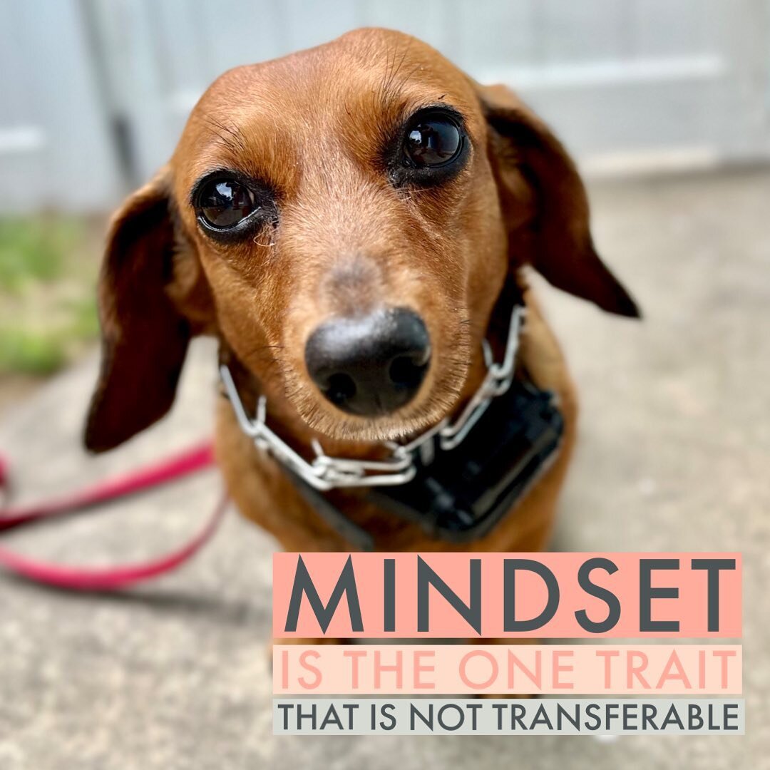 Leadership &amp; Assertiveness, nor the Rules and Accountability that accompany these traits, cannot be outsourced. It is the one aspect of the training journey that is not transferable. 

Dogs are way too smart for that.

The idea that trainers can 