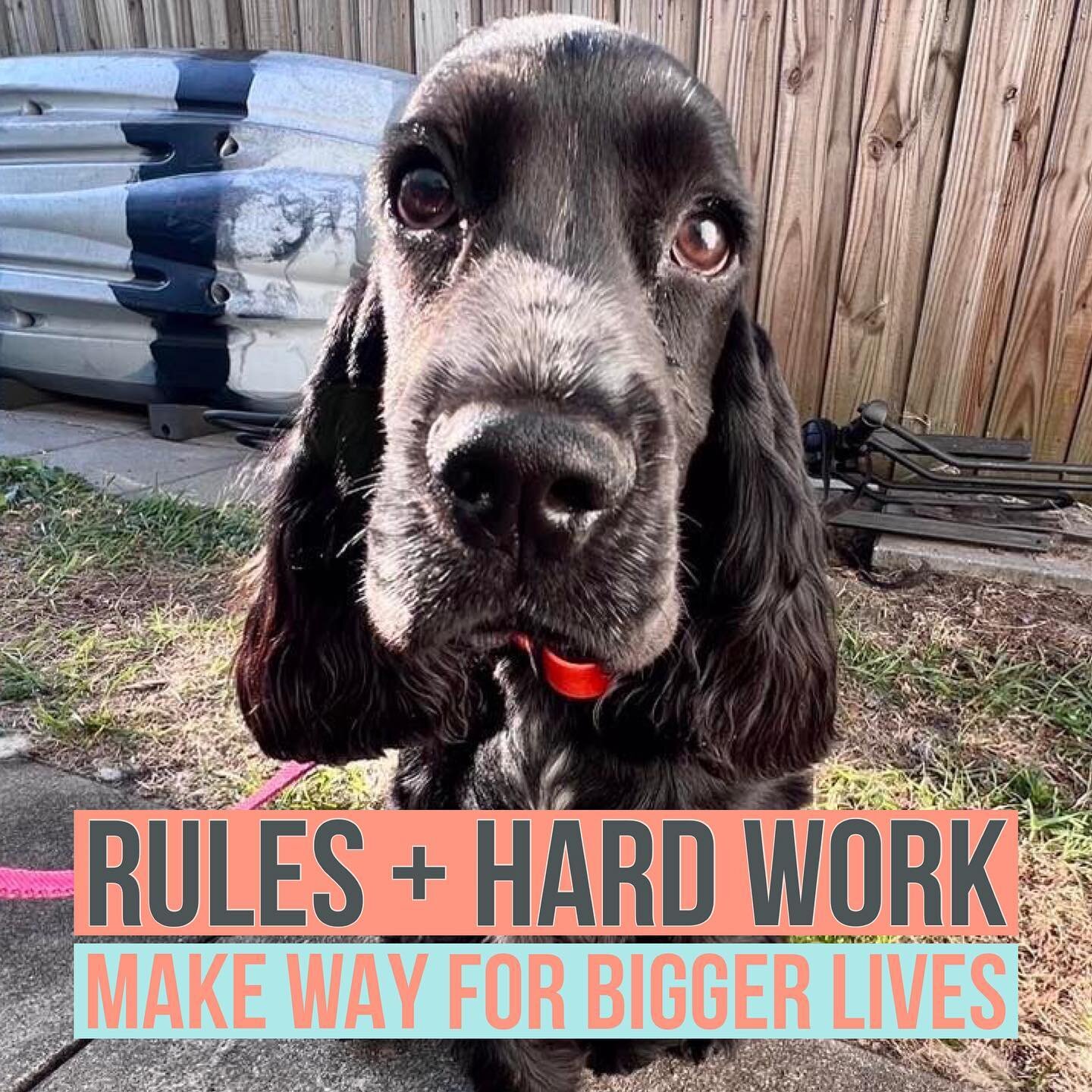 We ALL love our dogs! There&rsquo;s no doubt about this very fact. 

We ALL want nothing more than to include them on our daily errands or adventures as much as we can. I mean how cool would it be if we could take our dogs to work with us every day??