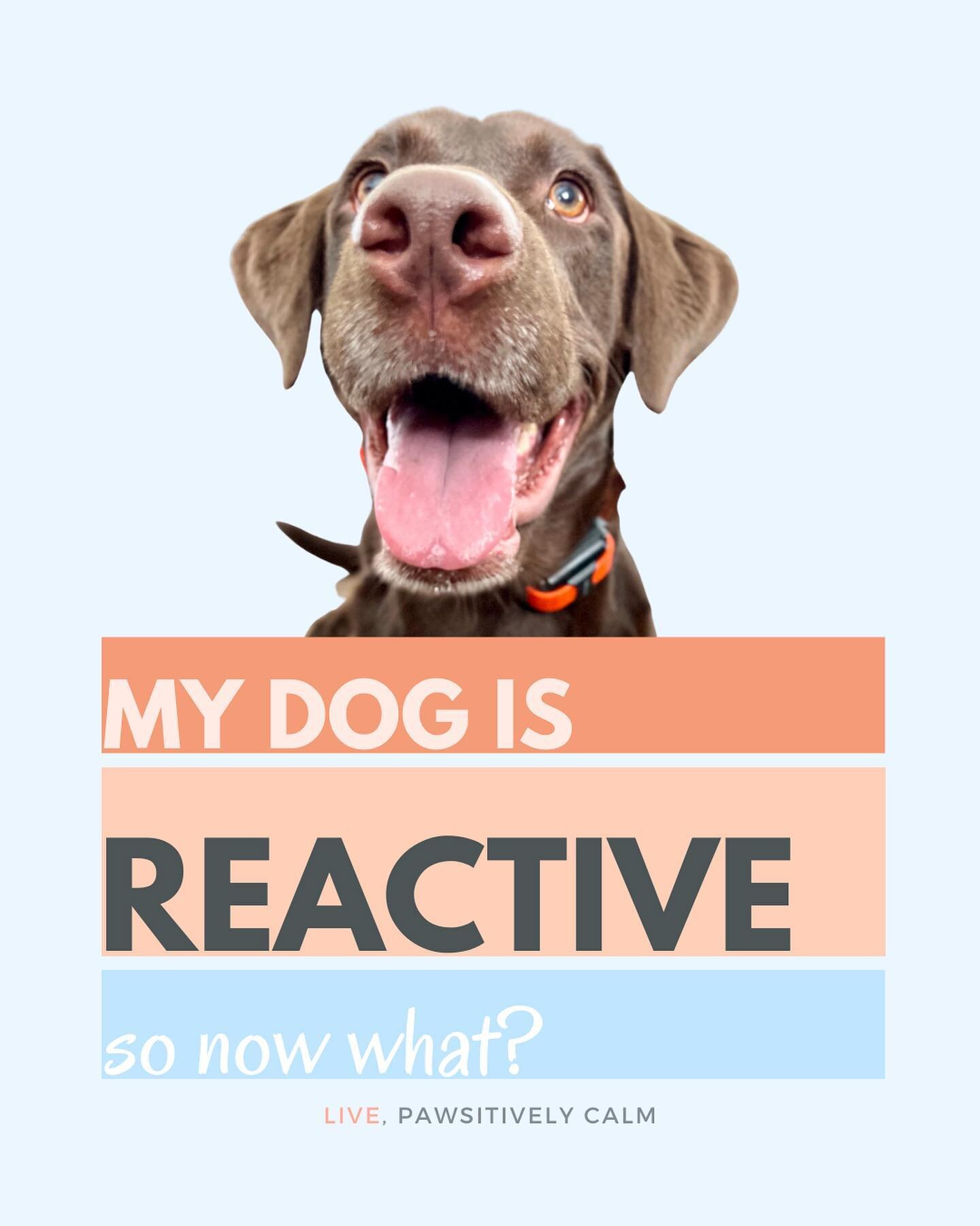 TOO LATE!!

Having a reactive dog can be nerve wracking! But there are a few things that can help you get a grip on the situation!

All dogs have a baseline &ldquo;RPM&rdquo;. Some continually rev at higher speeds which effects the timing critical in