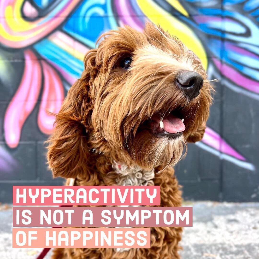 Jumping, non-stop wiggling, twirling, pacing, whining, nipping, barking, and over the top excitement are so often mistakenly confused for happiness, or a dog just being a dog. Sorry to be the bearer of bad news, but&hellip;

A dog incapable of self-r