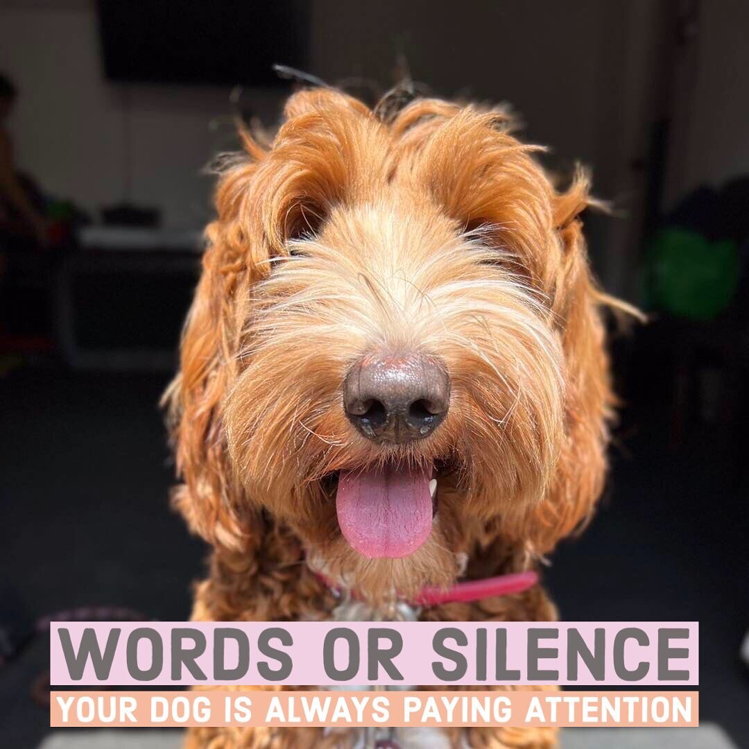 You may not be aware of what occasionally slides by your attention, but your dog always is. 

Every micro moment spent with your dog is a conversation. Words or silence, intentional or not, she is picking up clues of how to BE through what you allowa
