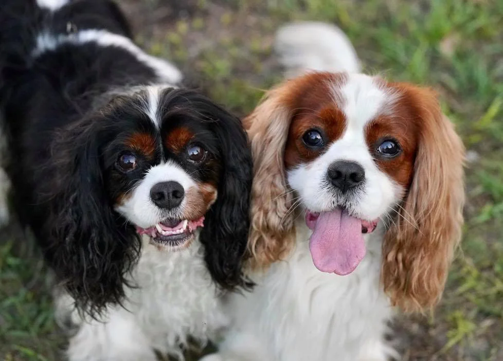 Selfish Justification