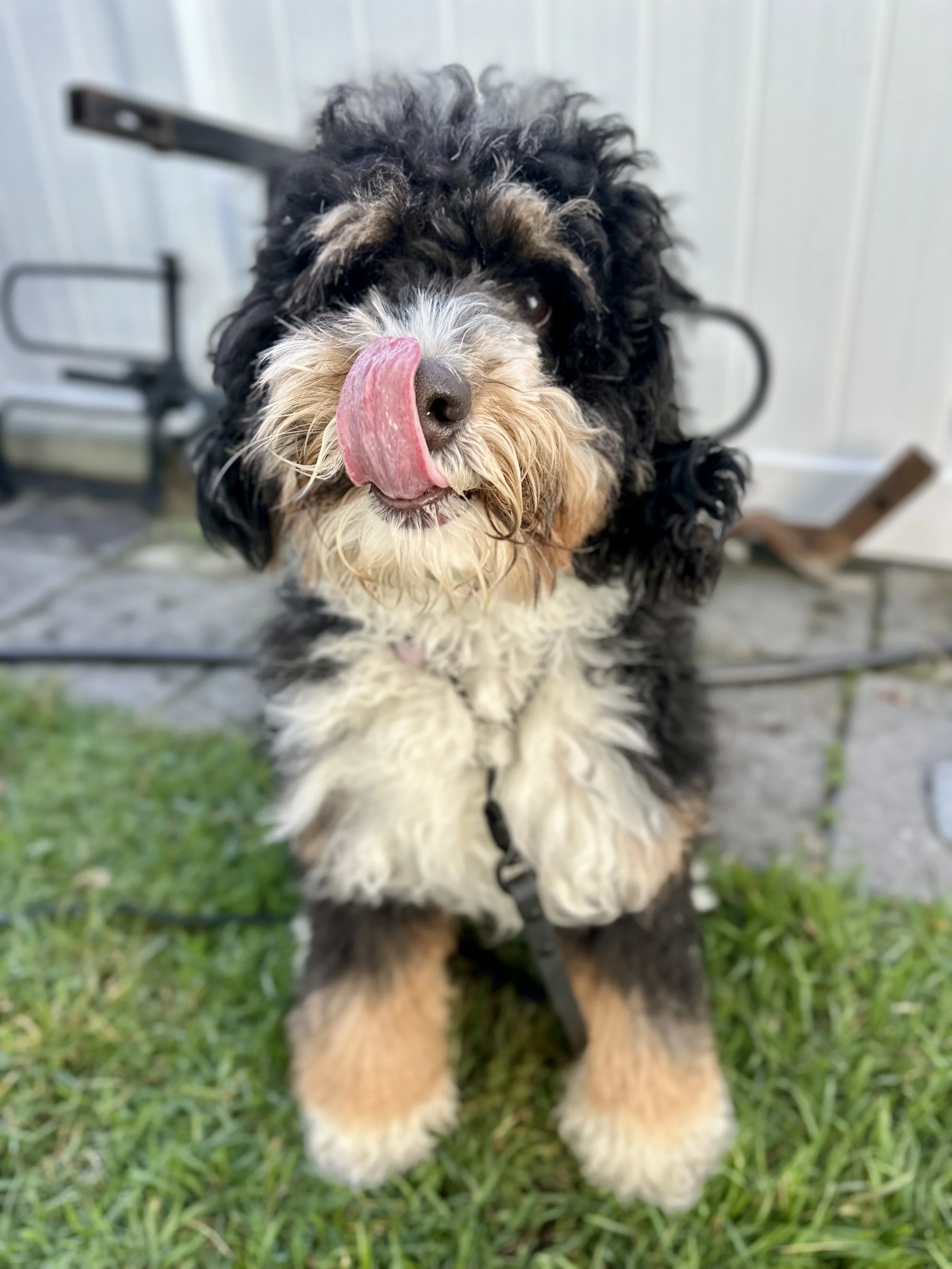 Why Saying “No” Is One of the Most Loving Things You Can Do for Your Dog