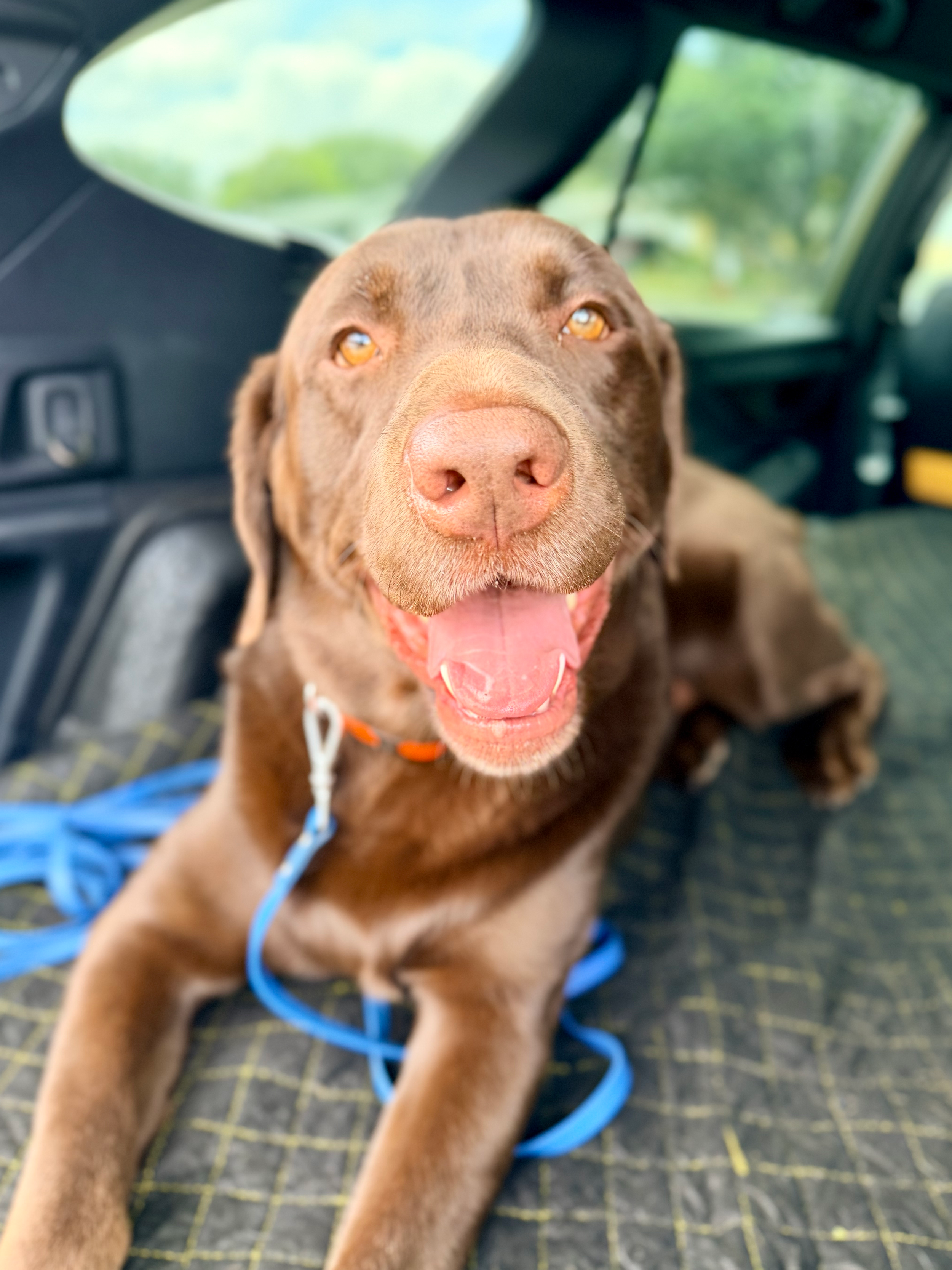 Why Your Dog Listens at Home But Not Outside