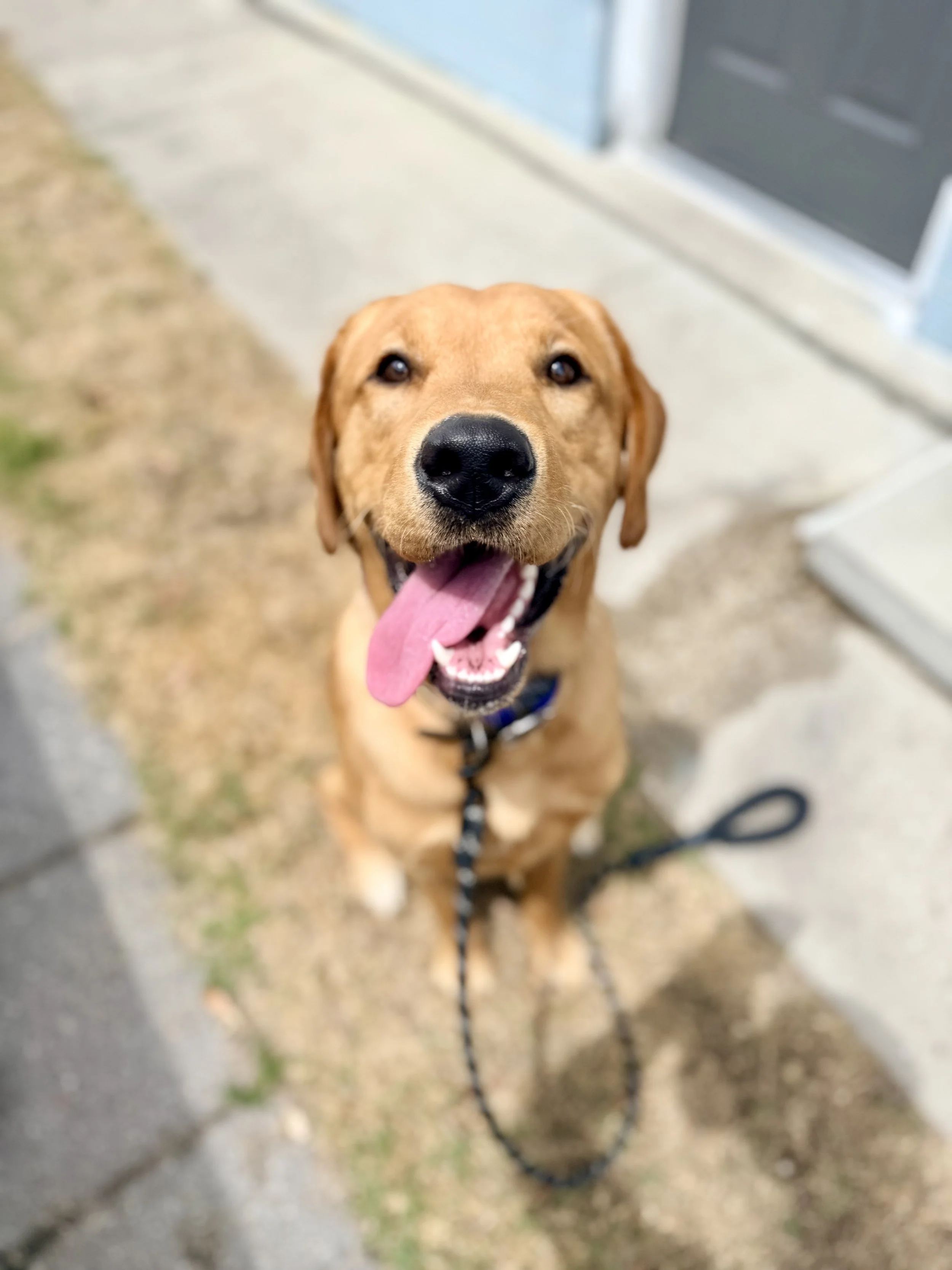 Will Training Take Away Your Dog’s Personality?