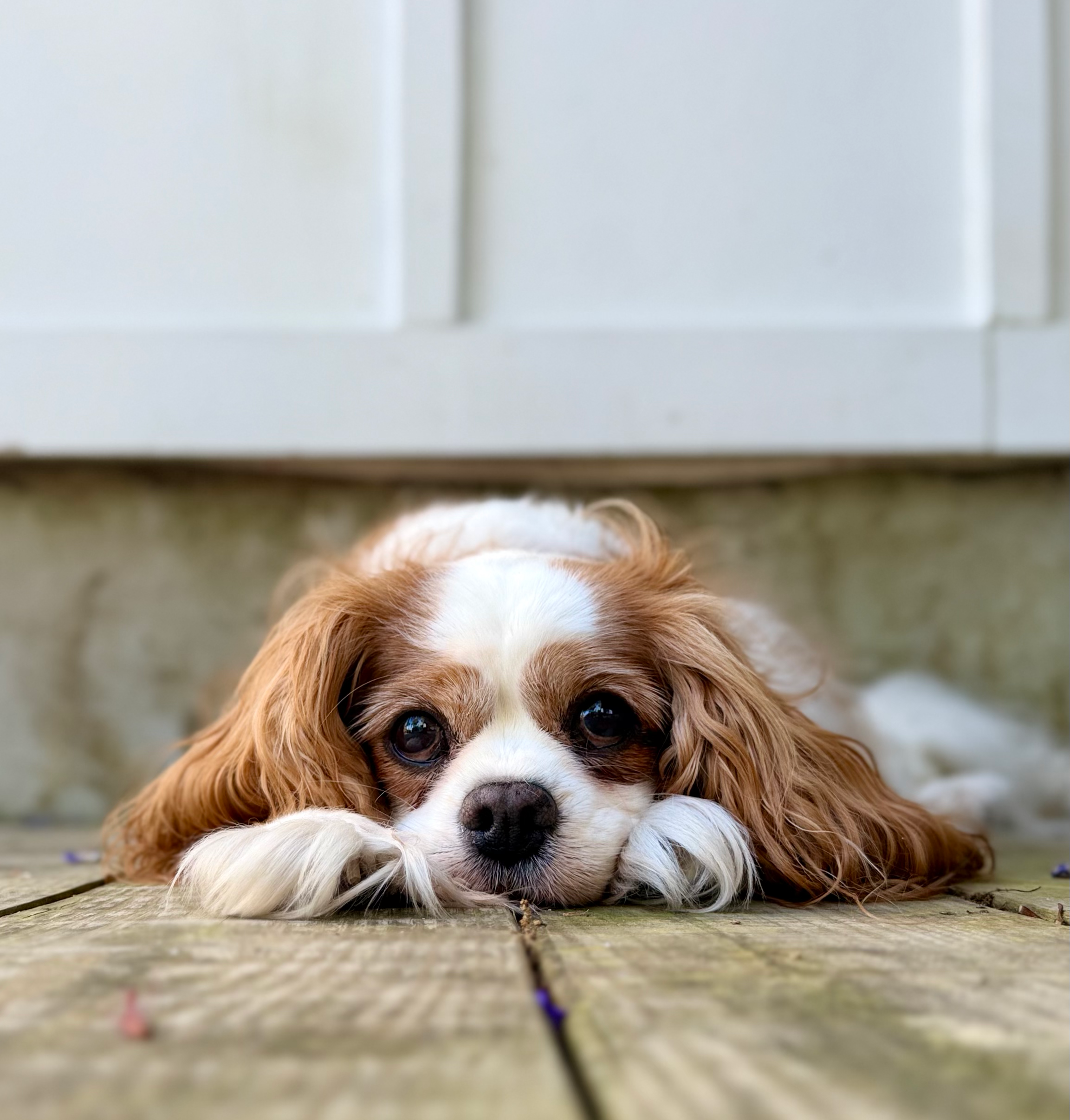 Not Every Dog Is Meant for the Farmer’s Market