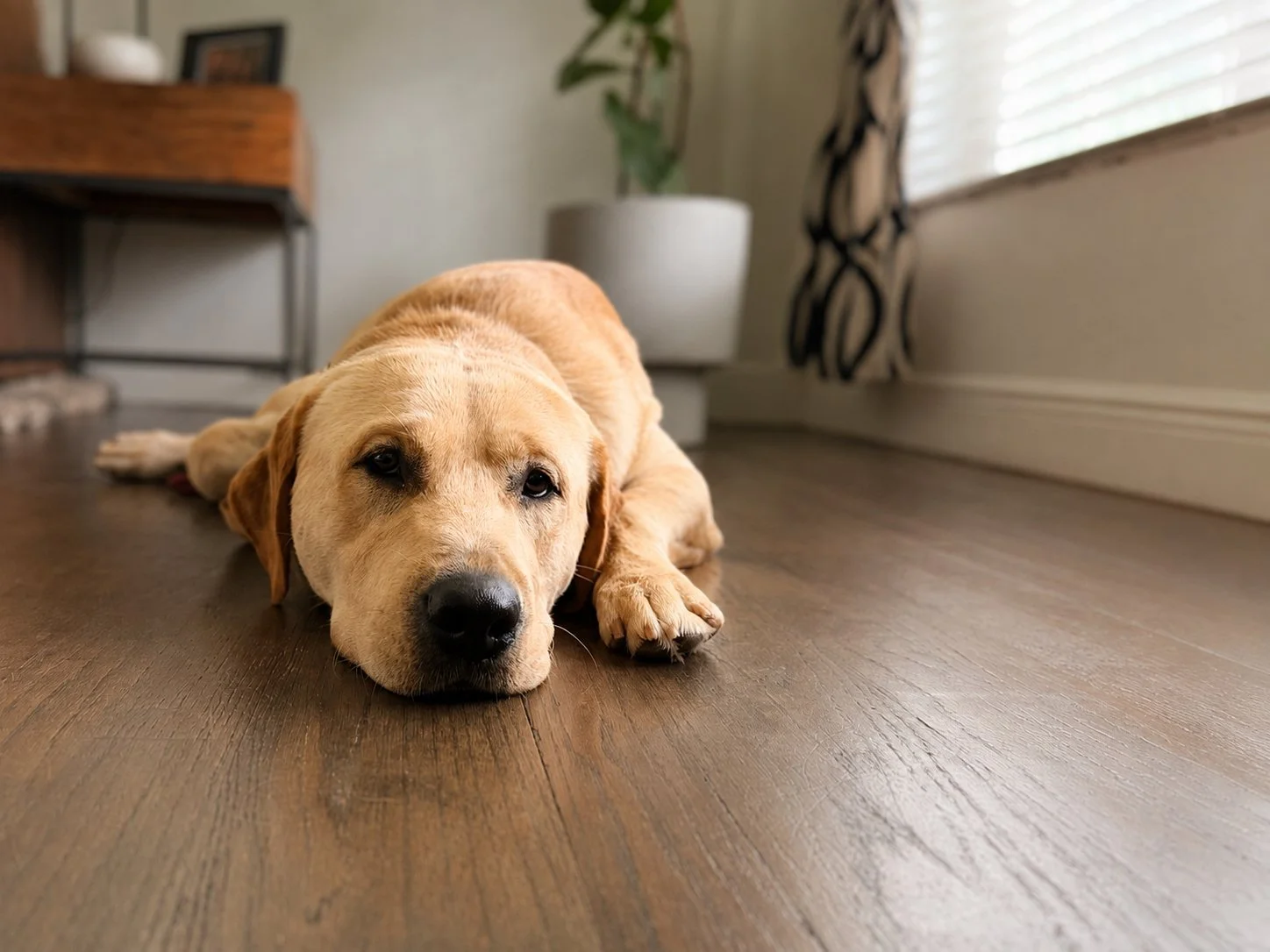 Sweet Isn’t Necessarily Considerate: Understanding the Socially Reckless Dog