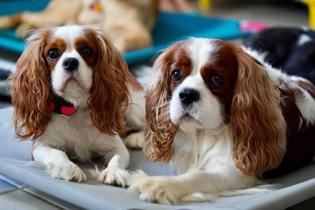 Dog calmly waiting at a doorway before a walk, demonstrating impulse control and permission-based training to prevent leash reactivity